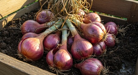 A cluster of freshly harvested red onions with green stalks and roots rests inside a wooden box filled with dark, rich soil