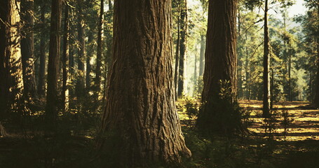 Sunlight filters through the dense forest, illuminating the towering trees with rich textures. The earth is covered in foliage, creating a peaceful and natural atmosphere.