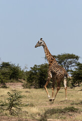 Giraffe in the bushes of Masai Mara, Kenya