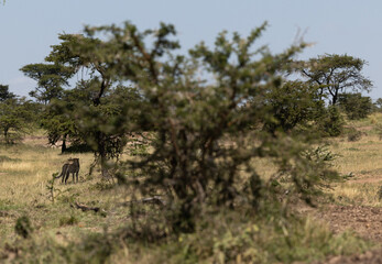A cheetah observing the surounding in the wooded forest of Masai Mara, Kenya