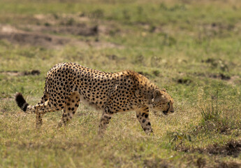 A cheetah moving in the grasses of wooded forest of Masai Mara, Kenya