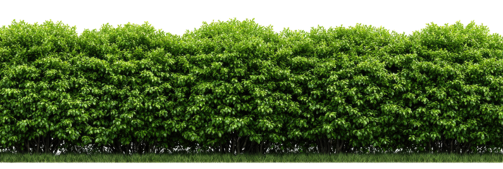 Dense green hedge line