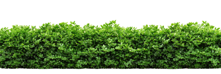 Dense, vibrant green hedge
