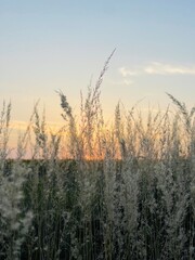 Fototapeta premium Golden sunset through tall grass. Warm, peaceful rural evening with soft light.
