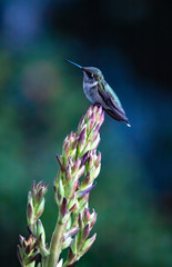 Juvenile male ruby-throated hummingbird perched on yucca flower stalk