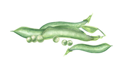 Green pea pod pile watercolor illustration on isolated background. Hand painted ripe legume bean in pods heap. Bob vegetable harvest for cooking books, vegan recipe, organic product packaging.