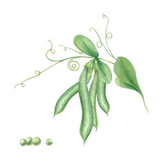 Green pea pods with leaves watercolor illustration on isolated background. Hand painted ripe legume beans. Summer bob vegetable clip art for healthy food blog, vegan recipe, organic product.