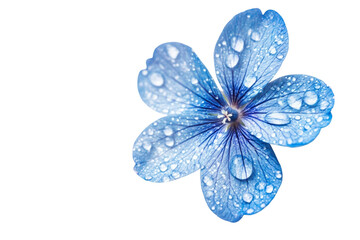 Delicate blue flower adorned with sparkling water droplets isolated on a pristine black canvas