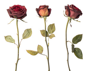 Wilted red roses in various stages of decay, isolated on white background. PNG transparent.