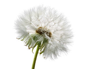 Close-up of a white dandelion seed head
