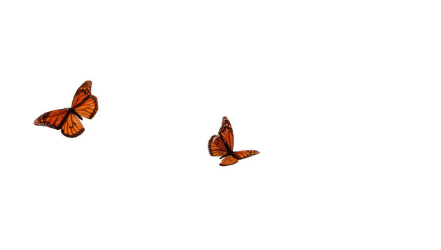 Two orange butterflies in flight against a black background