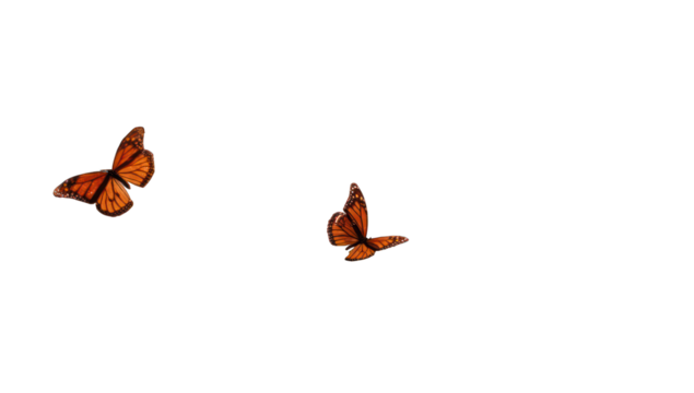Two orange butterflies in flight against a black background