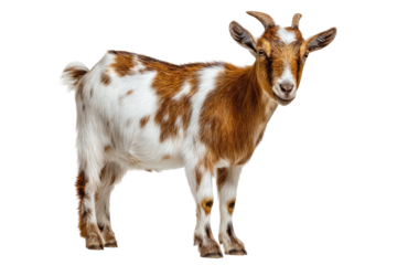 Young goat, standing, against black background