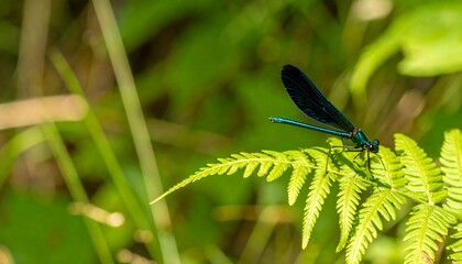 Vibrant blue dragonfly perched on fern