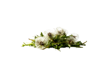 Close-up of dandelion seed heads (1)