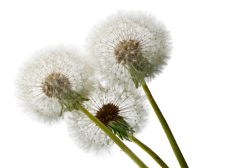 Three fluffy dandelion seed heads