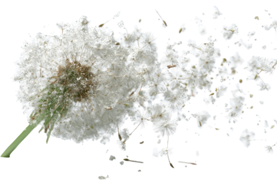 Exploded dandelion seed head