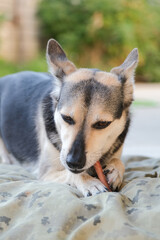cute dog eating dry beef penis treat lying at rug at home
