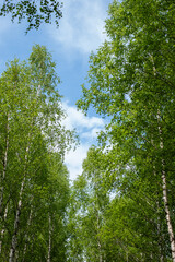 Fototapeta premium Birch trees with vibrant green leaves stretch towards a bright blue sky, creating a serene atmosphere on a sunny day in nature, perfect for relaxation and inspiration
