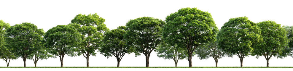 Row of lush green trees (1)