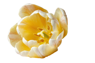 Close-up of a yellow and white tulip