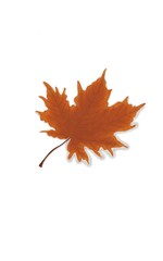 autumn maple leaf