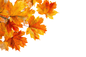 Autumn maple leaves on black background