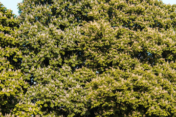   Dense green foliage of a large tree in sunlight. Natural leafy background.