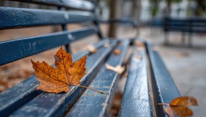 Autumnal park bench with fallen leaf