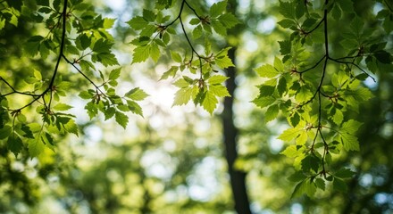 Fototapeta premium Lush green leaves frame sunlight filtering through a canopy of trees, showcasing a vibrant springtime scene.