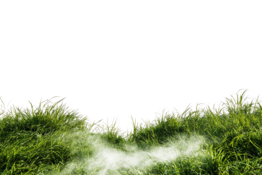 Lush grass field with mist