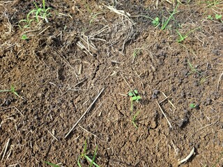 green grass and soil