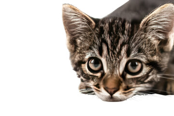 Fototapeta premium Close-up of a tabby kitten's face (1)