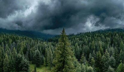 High-angle view of a dense forest under a stormy sky