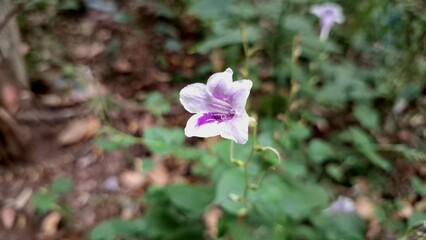 Macro Photography of Asystasia Gangetica Chinese Violet Purple Flower Ornamental Plant in Nature