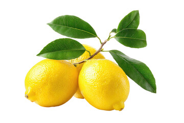 Fresh lemons on branch