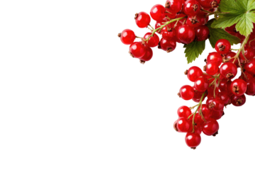 Red currants in a cluster against a black background
