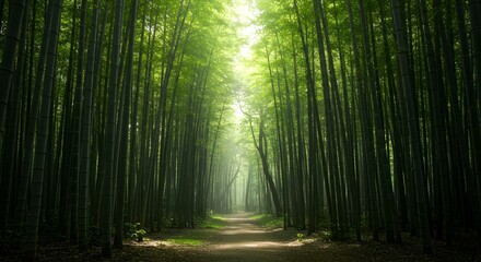 Fototapeta premium Bamboo Rays of Light