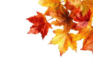 Autumn leaves against a black background (1)