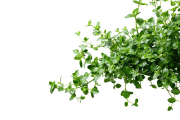 Close-up of vibrant green herb foliage