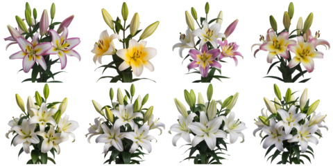 Pink white yellow lilies floral arrangements isolated on a transparent background image