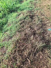 grass in the garden