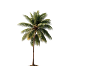 Isolated palm tree against a black background.  Green leaves, tall trunk