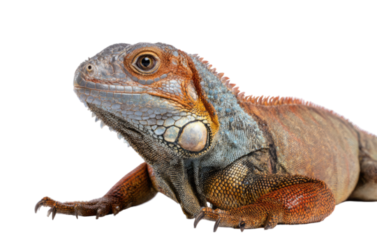 Close-up profile of a lizard