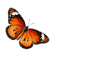 Fototapeta premium Close-up of a Monarch-like butterfly