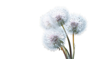 Obraz premium Close-up of four dandelion seed heads