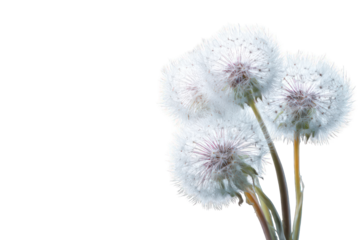 Close-up of four dandelion seed heads