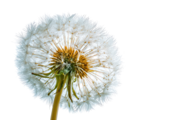 Close-up of a dandelion seed head (16)