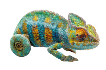 Obraz premium Vibrant Chameleon in Profile