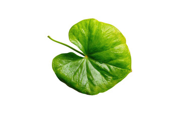 Obraz premium Close-up of a vibrant green leaf (3)